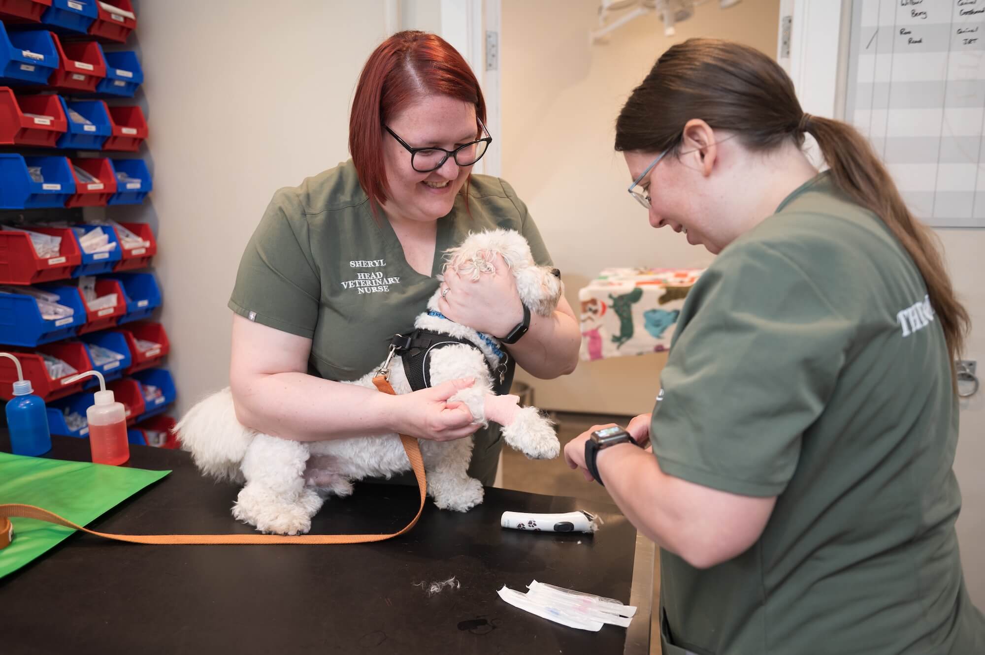 The Guildford Vet Group Consultation